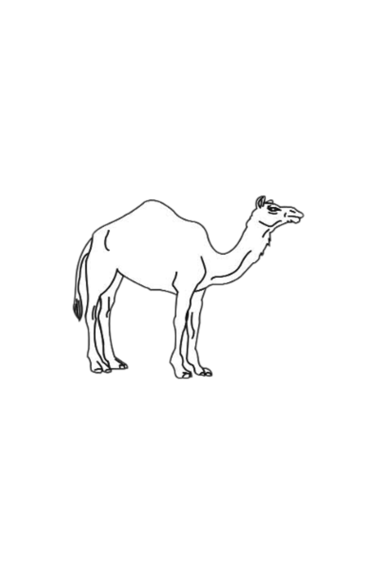 Camel